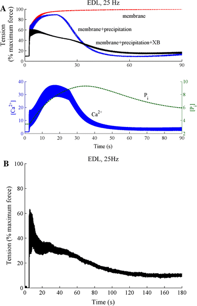 A - Simulation of force development in the extensor digitorum longus (EDL) fast-twitch version of the model to 90 seconds stimulation at 25 Hz. The curves show the total fatigue response (membrane+precipitation+cross-bridge) along with the responses with no myoplasmic phosphate (Pi) build-up (membrane) and no Pi feedback on the cross-bridge dynamics (membrane+precipitation). Also shown are the calcium and Pi dynamics in a fibre exhibiting total fatigue response (membrane+precipitation+cross-bridge). Once the Pi exceeds a critical threshold it precipitates with SR calcium to reduce calcium release from the SR and cross-bridge cycling kinetics. B - the measured EDL response to sustained 25 Hz stimulation. (reprinted with permission from )