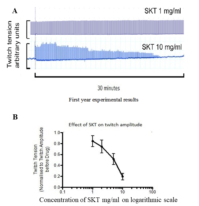 Actions of SKT in isolated diaphragm of guinea pigs in twitch amplitude at a frequency stimulation of 0.1 Hz. A: top trace:1 mg/ml SKT shows no action; bottom trace: 10 mg/ml SKT shows slow action. B: dose-response relation of actions of SKT in isolated diaphragm of guinea pigs in twitch amplitude at a frequency stimulation of 0.1 Hz (from )