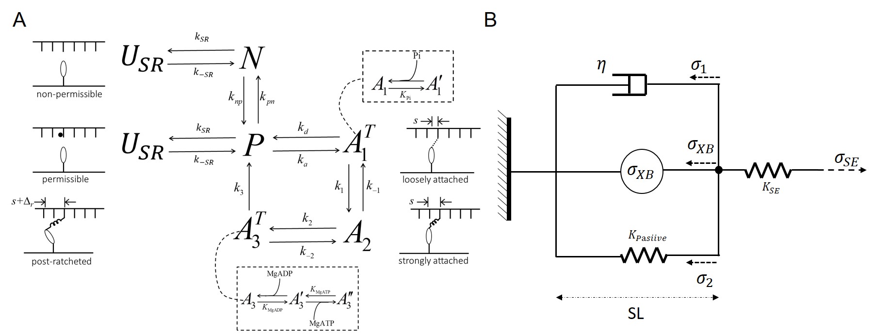 Cardiomyocyte mechanics model. The multi-scale strain-dependent model for the cross-bridge cycle is illustrated in panel A. The integration of the cross-bridge force (\sigma_{XB}) into a model of muscle mechanics is illustrated in panel B.