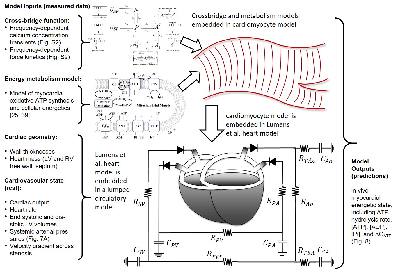 Multi-scale modeling of myocardial mechano-energetic function. The model integrates previously developed and validated models of cardiomyocyte dynamics , myocardial energetics , whole-organ cardiac mechanics  and a simple lumped parameter closed-loop circulatory system representing the systemic and pulmonary circuits. Data from multiple experimental modalities are used to identify model components for each individual animal in this study. The model predicts variables representing the in vivo myocardial energetic state, including ATP hydrolysis rate, [ATP], [ADP], [Pi], and the free energy of ATP hydrolysis DGATP in the LV myocardium for each individual animal. Figure reproduced from .