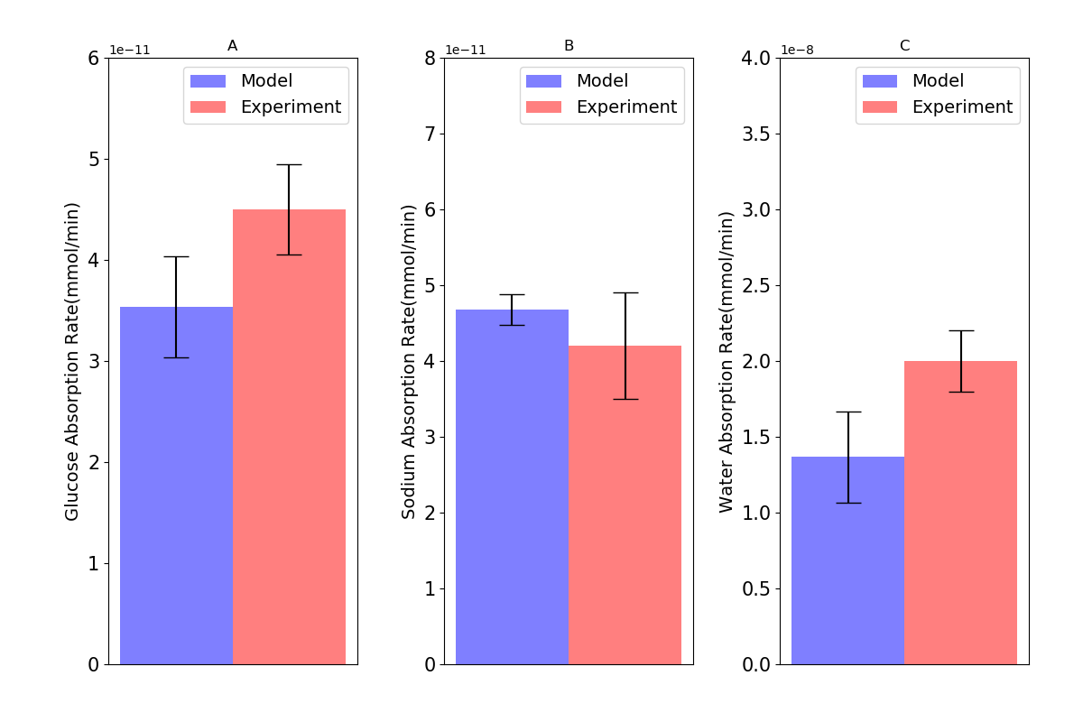 Absorption rates of (A) glucose; (B) sodium; and (C) water through the cell in comparison with intestinal loop data. Error bars in the model represent different values for inlet blood flow. Experimental bars are mean \pm SE with 6 tests. This figure corresponds to Figure 4 in the primary paper and can be reproduced using Figure02.py.